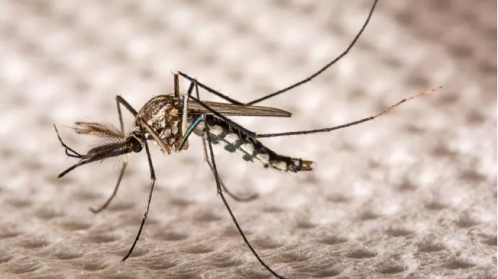 Bioingenieras argentinas crearon un método para eliminar huevos de Aedes aegypti a través de vapor