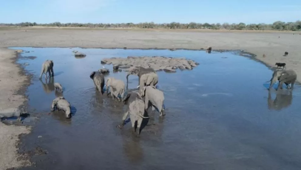 El elefante de selva africano está en peligro de extinción por los cazadores furtivos