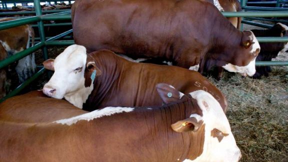 Capacitarán a productores del sector ganadero