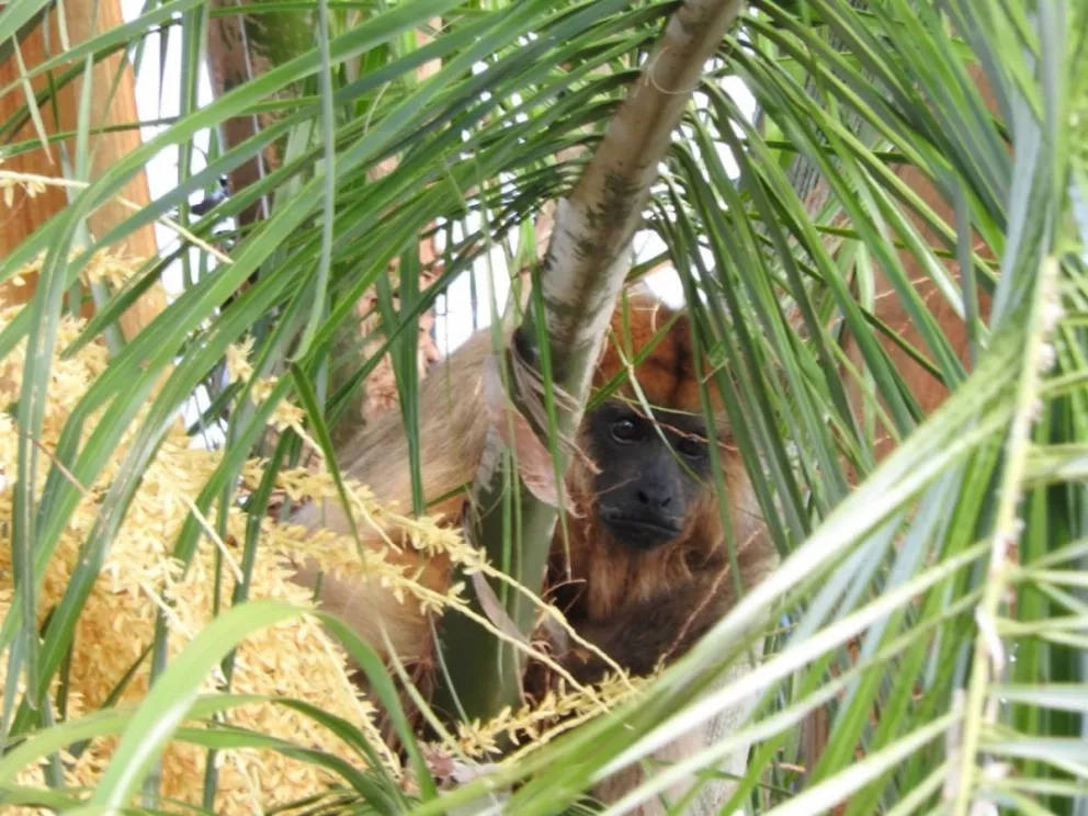 Intentan capturar a un mono aullador en Villa Cabello
