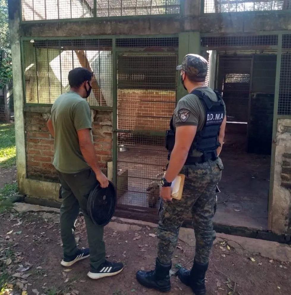 Tras la "fuga de animales" del Parque El Puma sigue la búsqueda de un mono y un carpincho