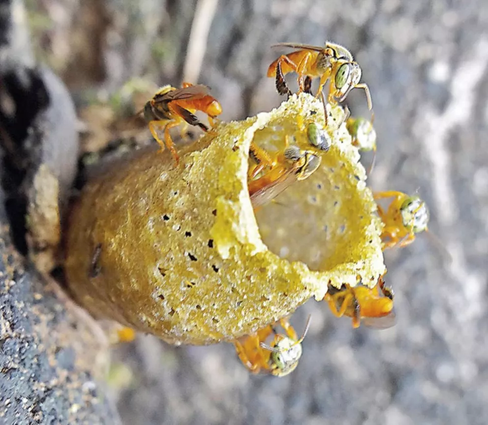 Jardín América: productores se capacitarán sobre la miel de yateí