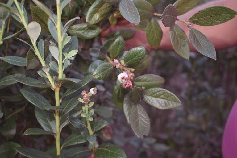 Tras recuperación de plantas, amplían el cultivo de arándanos