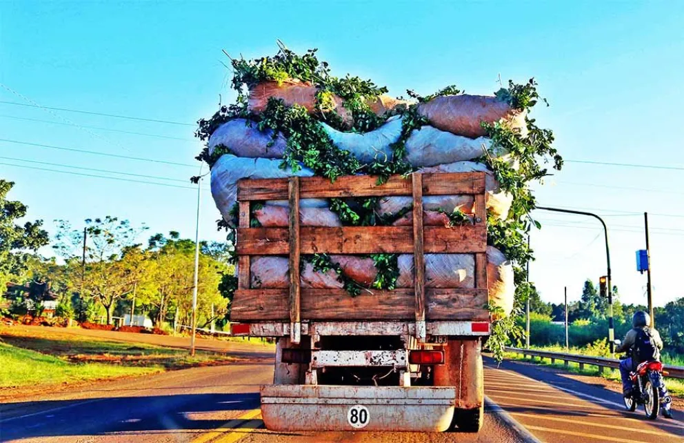 Yerba: esperan precio similar al que paga el mercado