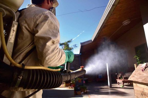 Dengue En el otoo es cuando ms mosquitos hay por la humedad