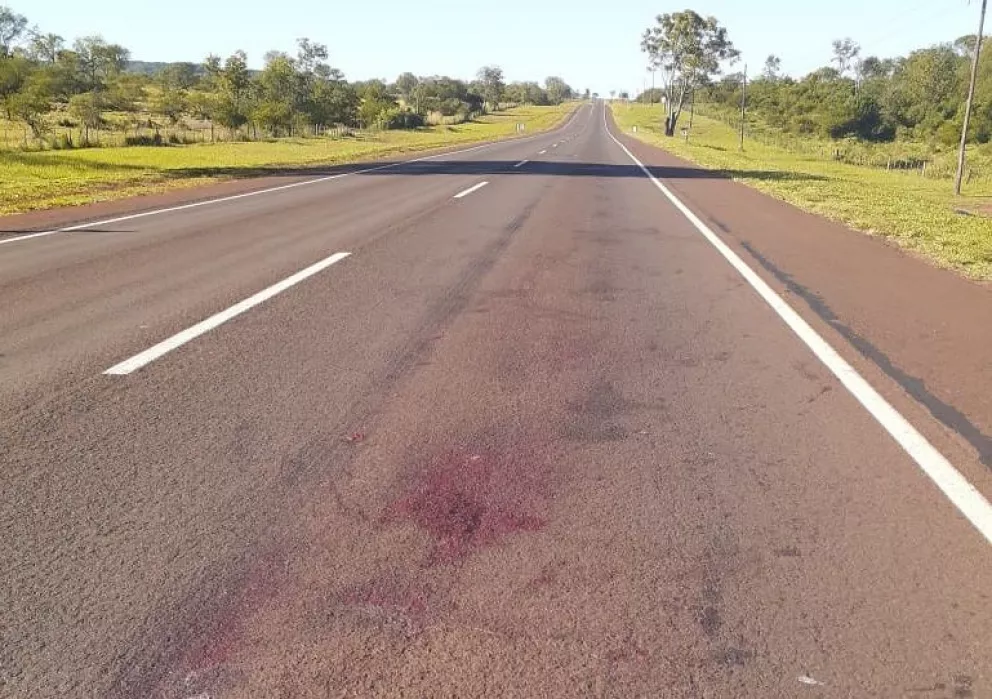 Atropellaron y mataron a un puma en Fachinal: el conductor se dio a la fuga
