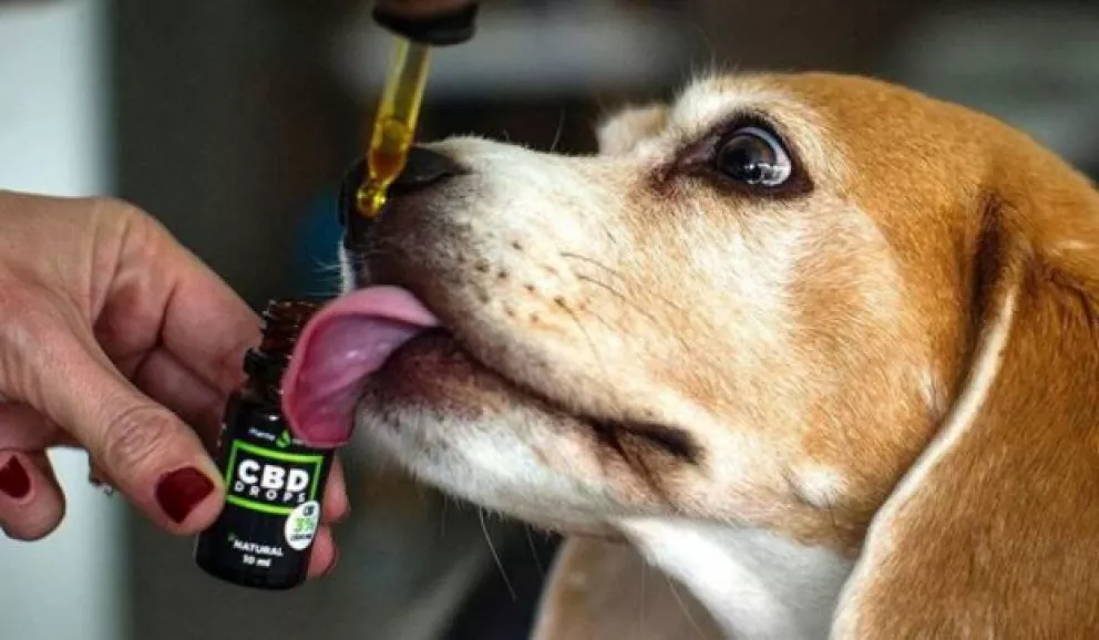 Crece el uso medicinal del cannabis en mascotas y piden su reglamentación