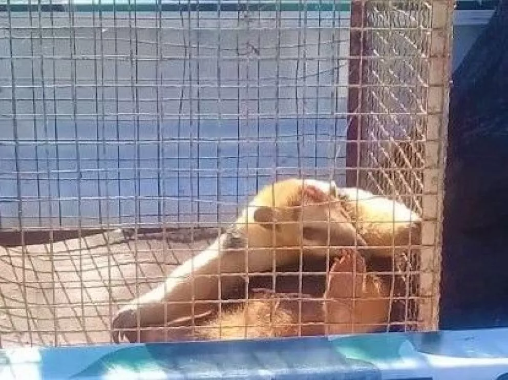 Sereno rescató un oso melero en la zona urbana de San Pedro