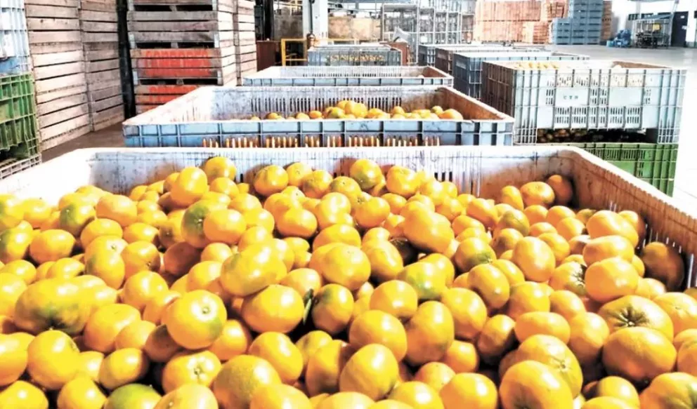 Apertura al mercado de Estados Unidos de frutas dulces impactará fuertemente en Misiones 
