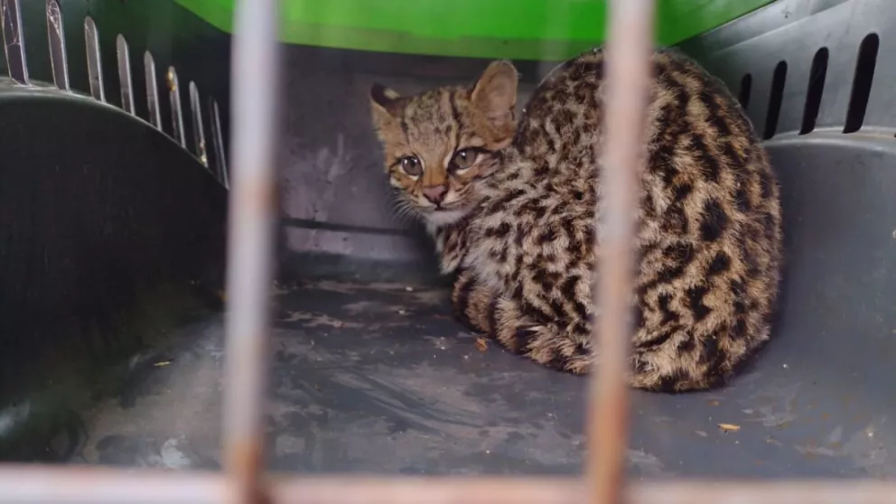 Rescatan a un felino silvestre de una vivienda en Bonpland 