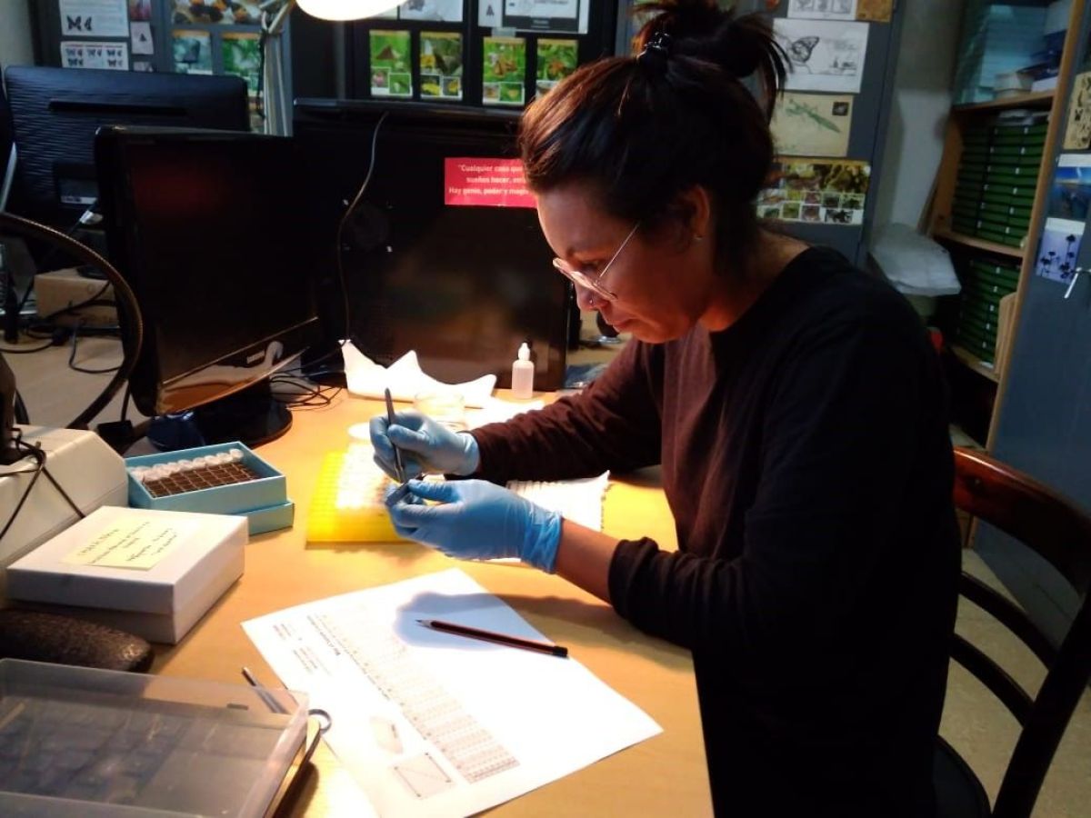 Taturanas: San Vicente, San Pedro y San Antonio, con más casos de lesiones