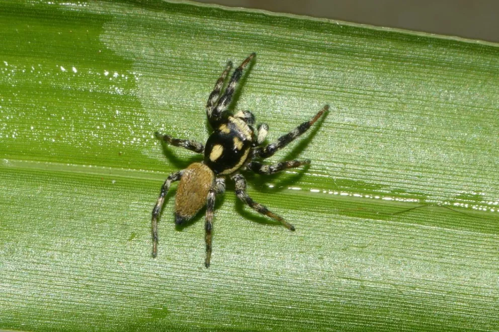 Detectaron una nueva especie de araña que habita en los pastizales de sur de Misiones