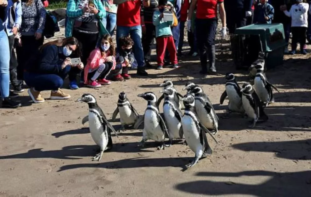 Pingüinos de Magallanes fueron rescatados y devueltos al mar en Mar del Plata