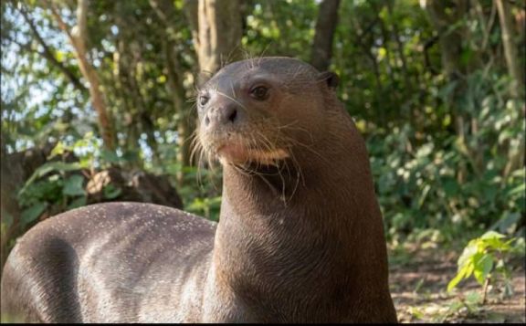 Descubren en El Impenetrable una especie que se crea extinta en Argentina