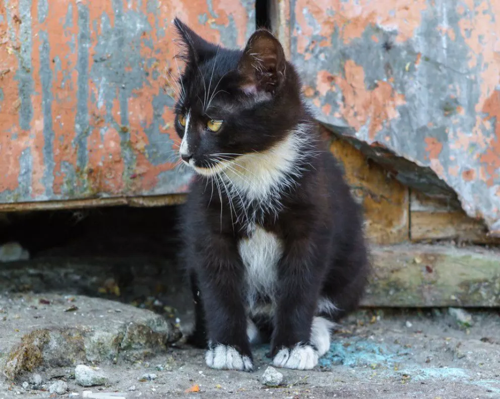 Buenos Aires: una mujer murió de rabia tras ser mordida por un gato 