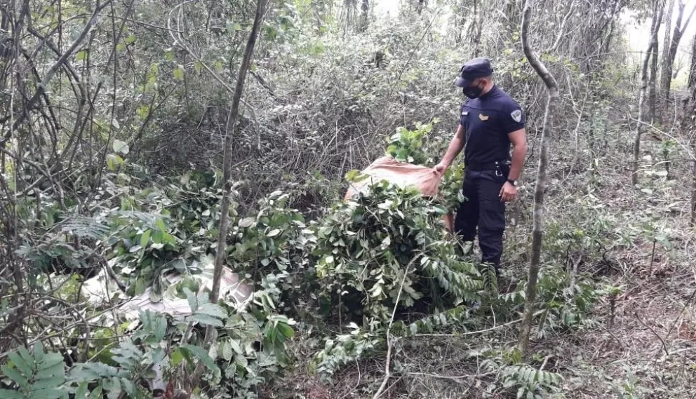 Operativos rurales: cuatro detenidos por robar yerba mate en Santo Pipó y San Pedro