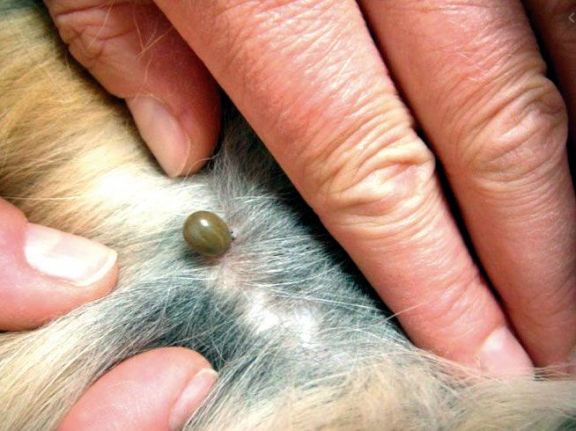 Advierten sobre el avance de la erlichiosis canina 