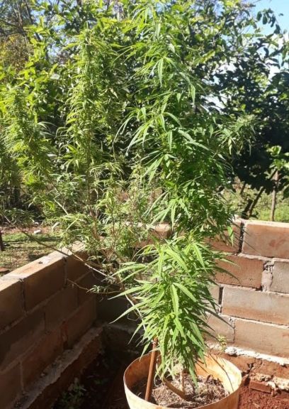 Narcomenudeo desmantelaron kiosco de marihuana en Corpus