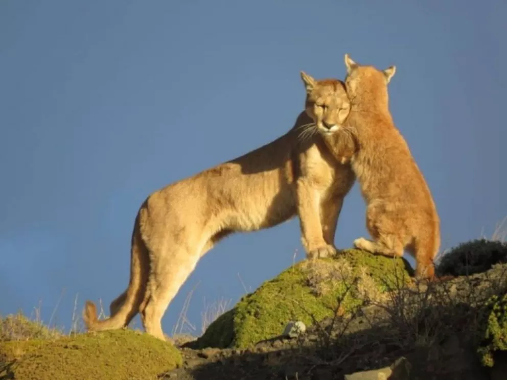 Gobierno de Chubut promulgó una ley para incentivar la caza de pumas y zorros colorados