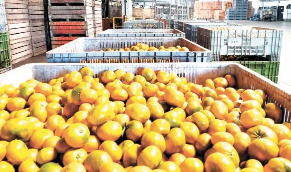 La Afip extendió beneficios para la cadena citrícola en Misiones