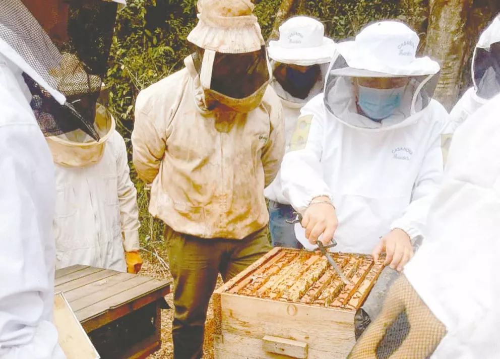 La producción de miel de abejas no llega a cubrir la alta demanda 