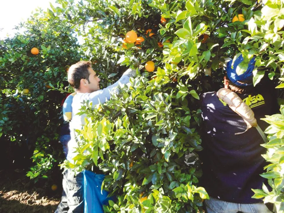 Cayó hasta 40% la producción de cítricos este año en Misiones
