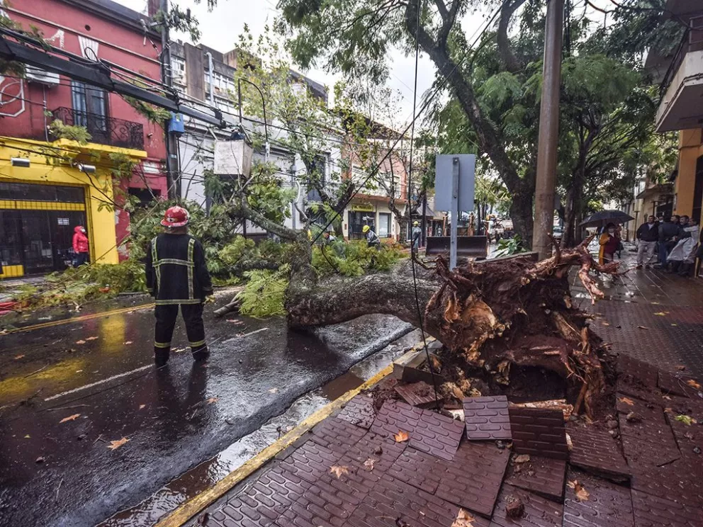 Caída de un enorme árbol en calle Sarmiento y daños en viviendas por la tormenta en Posadas