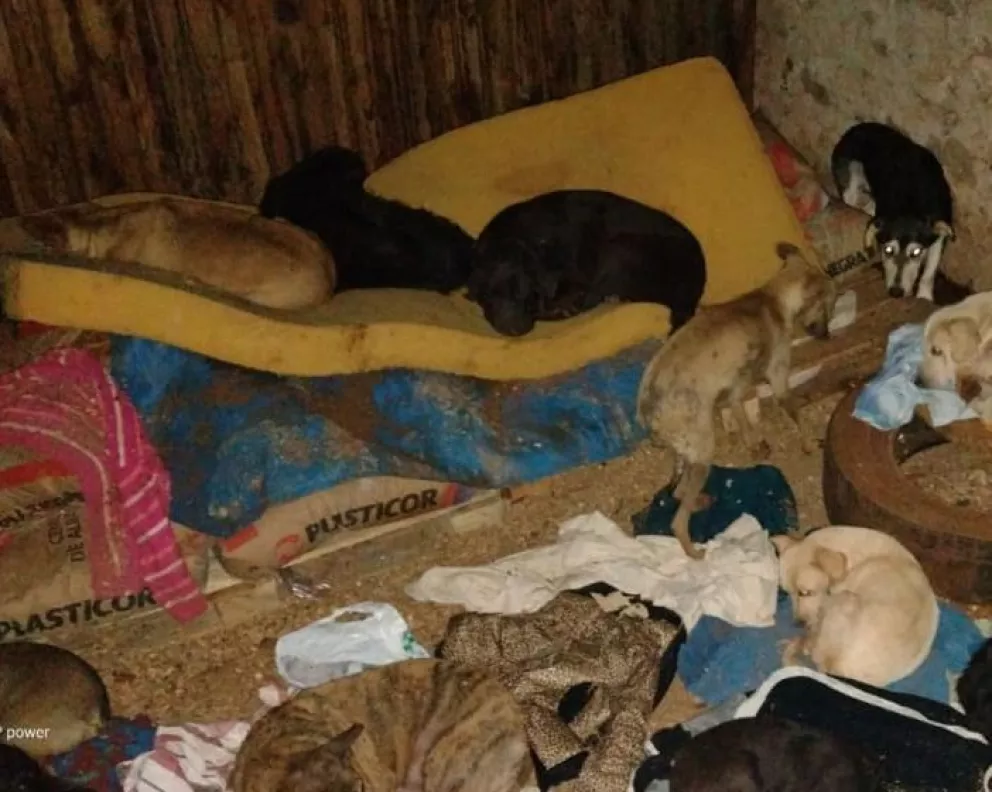 Veinte animales se murieron tras incendiarse un refugio en Virasoro