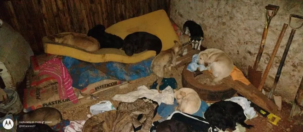 Se murieron  20 animales tras incendio de un refugio