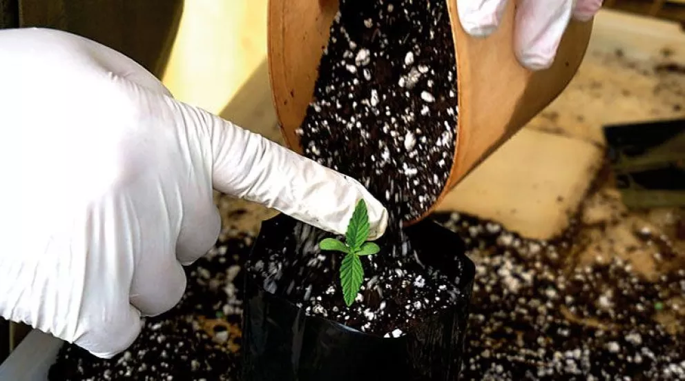 Semillas de cannabis germinan en forma exitosa en Biofábrica  