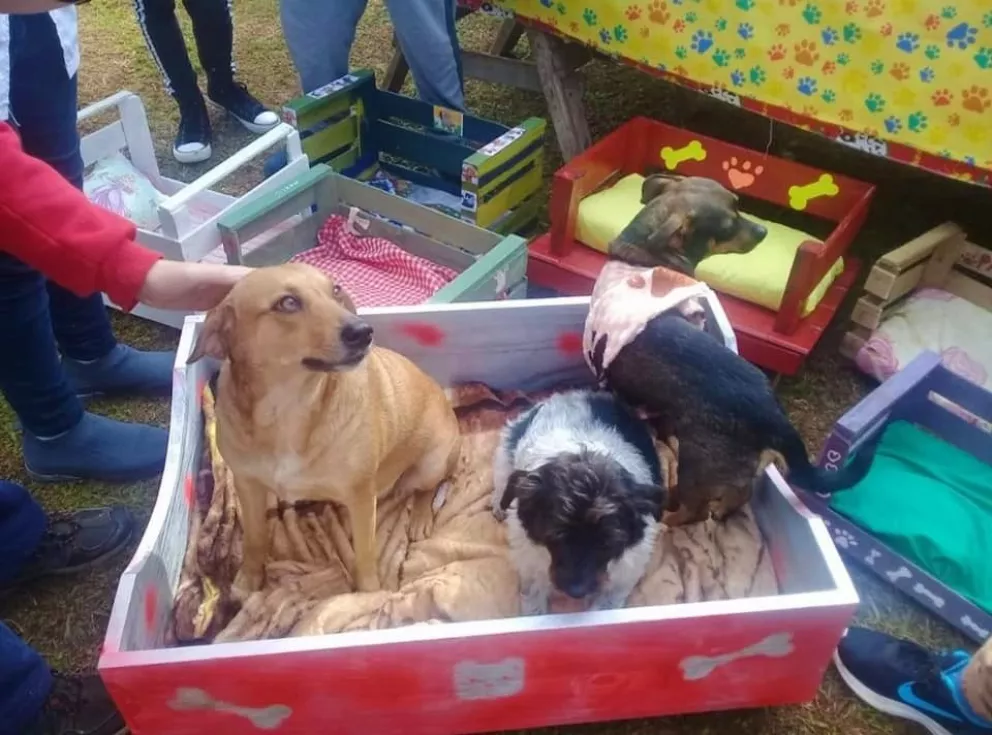 Estudiantes fabricaron y donaron camas para los animales rescatados por Patas Sucias