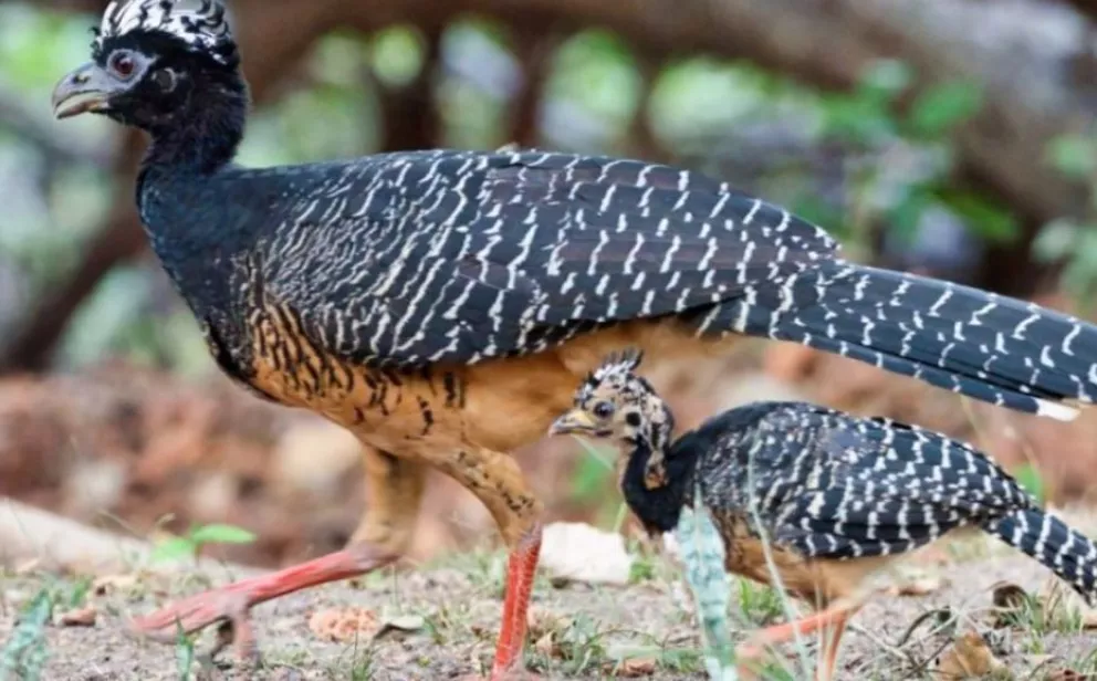 El Parque Nacional Iberá recibió aves galliformes de Brasil
