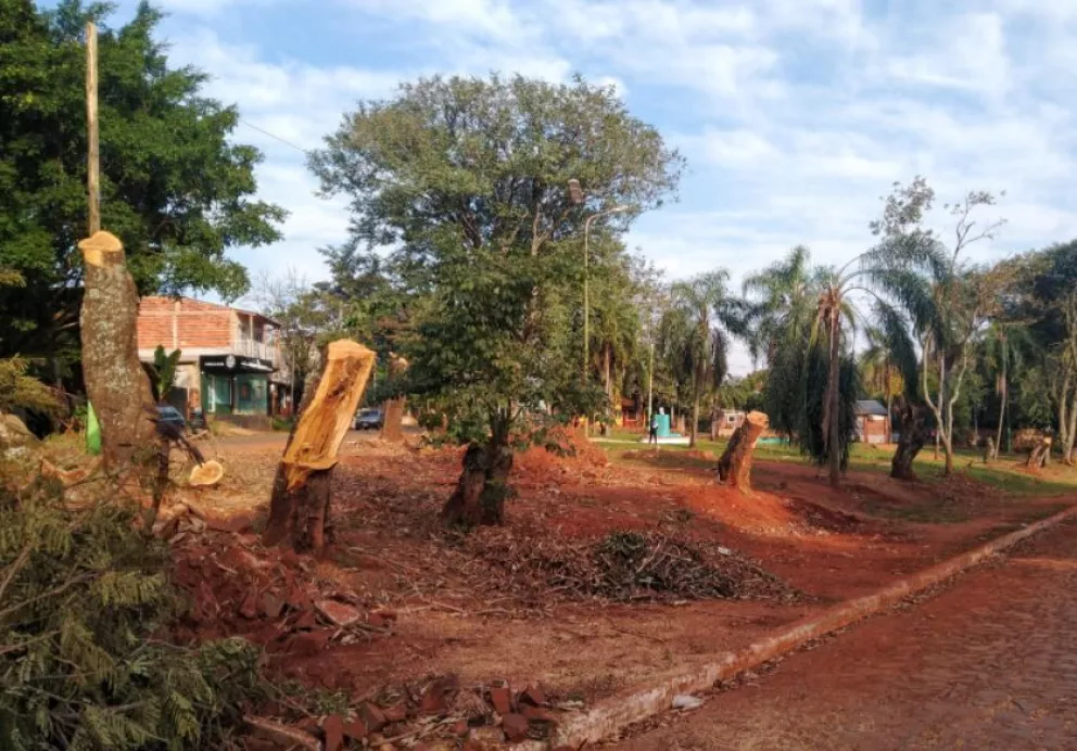 Iguazú: vecinos denuncian la tala indiscriminada de árboles en la plaza Eva Perón