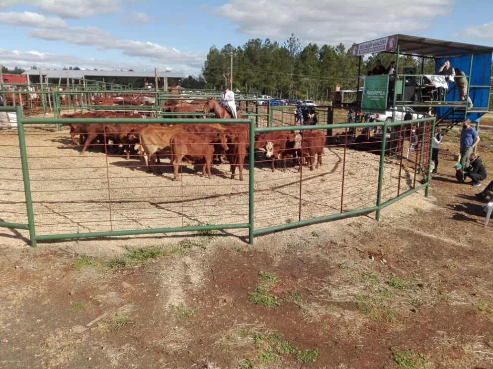 Remate en Capioví: se comercializaron más de 300 cabezas de ganado bovino