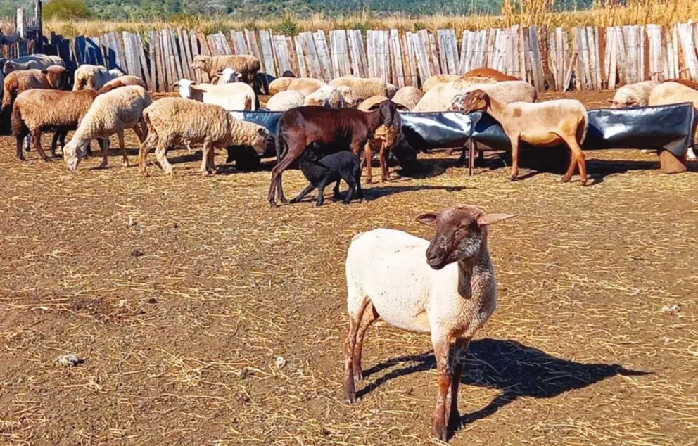Promueven la actividad ovina  y caprina al Sur de Misiones 